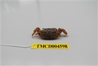 藏品(萬歲大眼蟹)的圖片